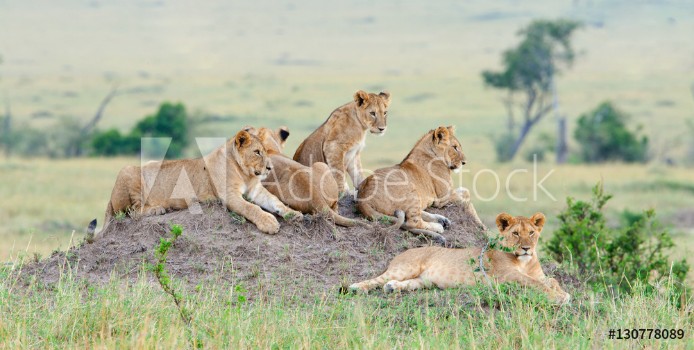 Picture of Group of young lions on the hill The lion Panthera leo nubica known as the East African or Massai Lion
